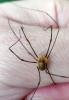 Opilio canestrinii